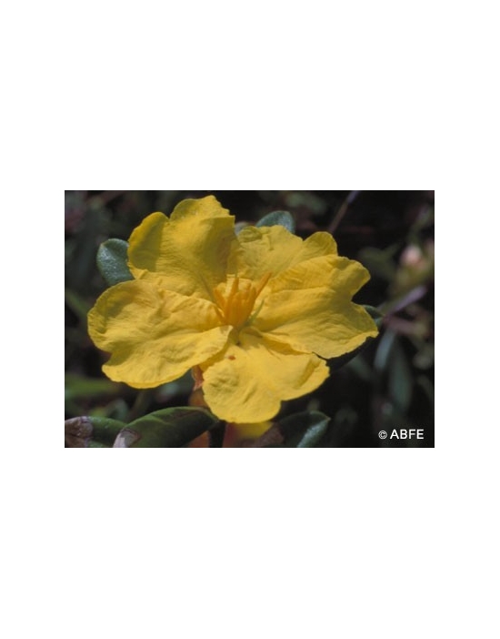 Hibbertia Australian Bush Flower Essences Fiori Australiani