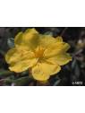 Hibbertia Australian Bush Flower Essences Fiori Australiani