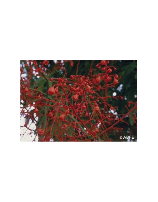 Illawarra Flame Tree Flower Australian Bush Flower Essences