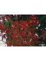 Illawarra Flame Tree Australian Bush Flower Essences Fiori Australiani