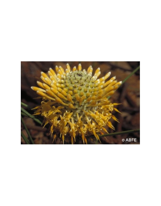 Isopogon Fiori Australiani Australian Bush Flower Essences