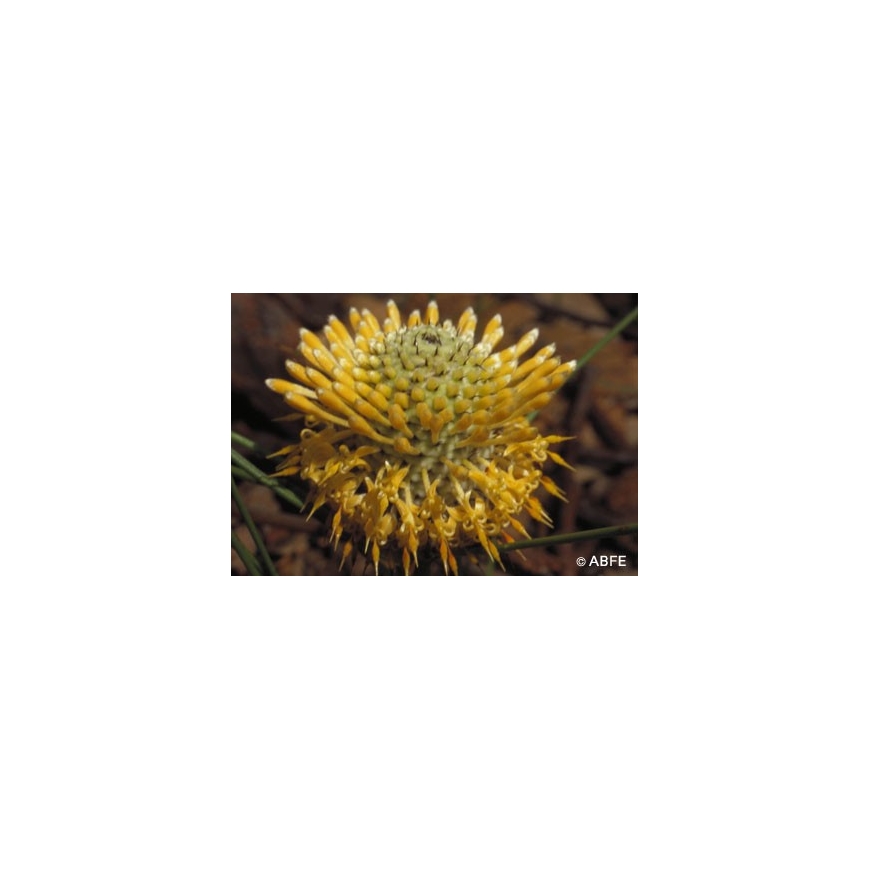 Isopogon Fiori Australiani Australian Bush Flower Essences