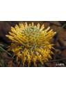 Australische Buschblüten Isopogon Australian Bush Flower Essences