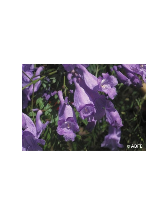 Jacaranda Flower Australian Bush Flower Essences