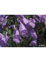 Jacaranda Australian Bush Flower Essences Fiori Australiani