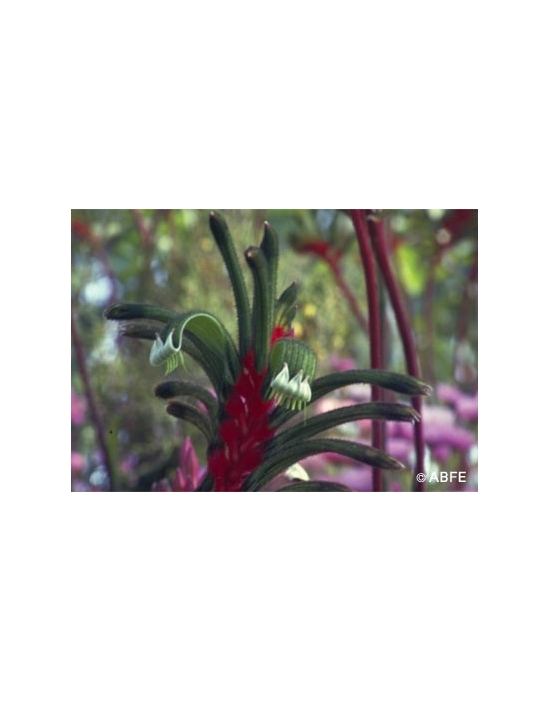 Kangaroo Paw Flower Australian Bush Flower Essences