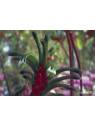 Australische Buschblüten Kangaroo Paw Australian Bush Flower Essences