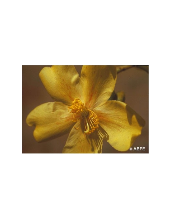 Australian Bush Flower Essences Kapok Bush Fiori Australiani