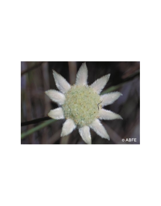 Little Flannel Flower Australian Bush Flower Essences