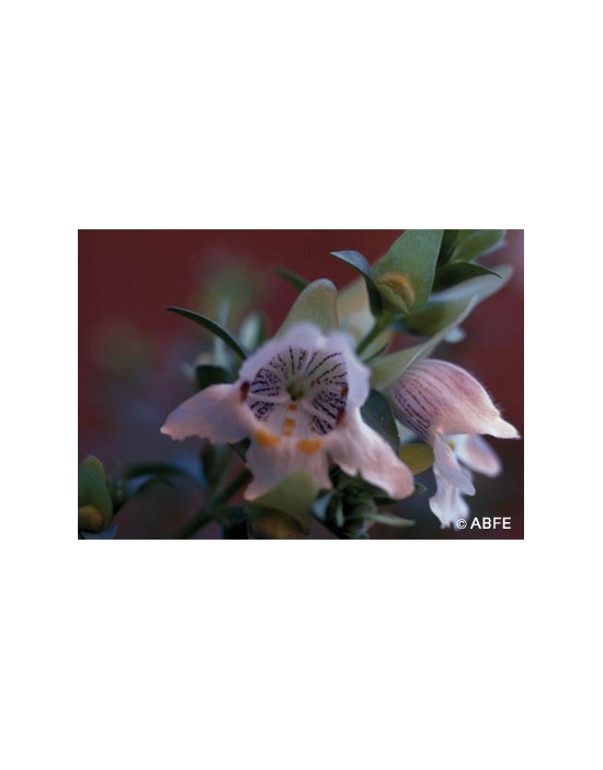 Australische Buschblüten Mint Bush Australian Bush Flower Essences
