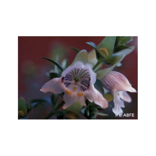 Australische Buschblüten Mint Bush Australian Bush Flower Essences