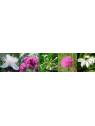 Inner Peace Flowers for Australian Flower Essences Blends