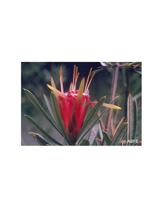 Australische Buschblüten Mountain Devil Australian Bush Flower Essences