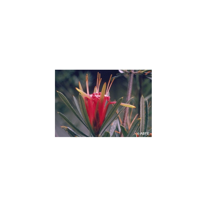 Australische Buschblüten Mountain Devil Australian Bush Flower Essences