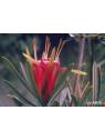 Mountain Devil Flower Australian Bush Flower Essences