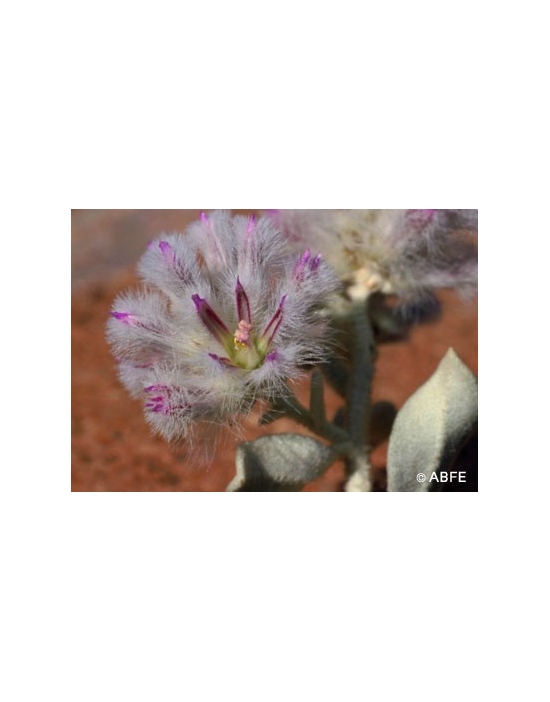 Australische Buschblüten Mulla Mulla Australian Bush Flower Essences