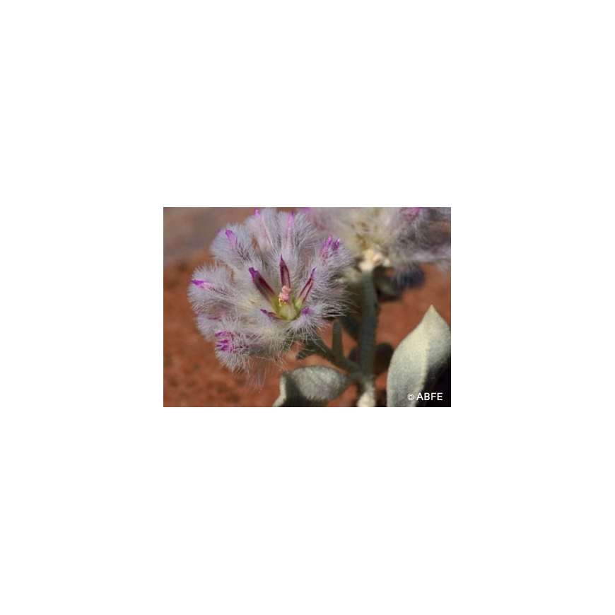 Australian Bush Flower Essences Fiori Australiani Mulla Mulla