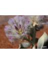Australian Bush Flower Essences Fiori Australiani Mulla Mulla