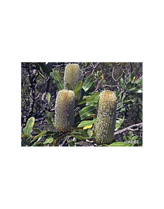 Australian Bush Flower Essences Stockbottles Old Man Banksia Fiori Australiani