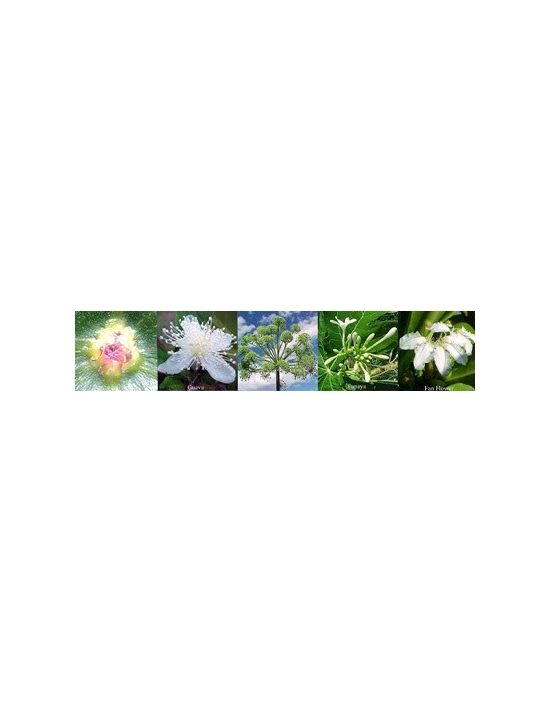 Spirituality fiori australiani Australian Flower Essences spray