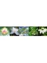 Blüten Spirituality Spiritualität Australische Buschblüten Vitalsprays