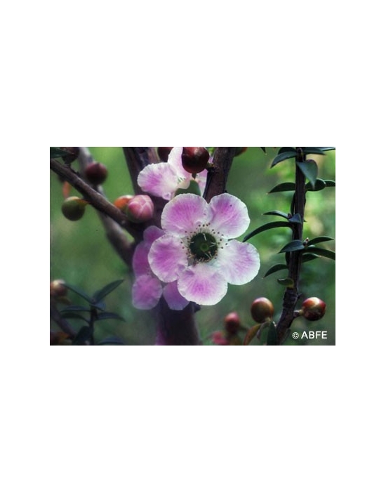 Australian Bush Flower Essences Peach Flowered Tea Tree Fiori Australiani