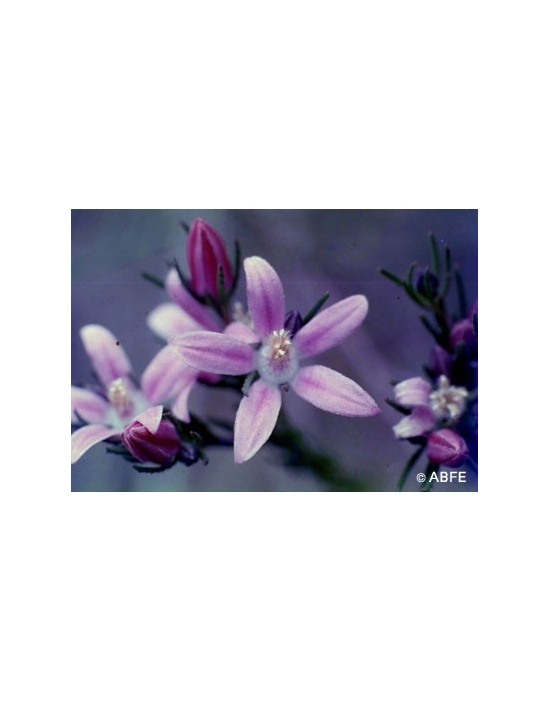 Australische Buschblüten Philotheca Australian Bush Flower Essences