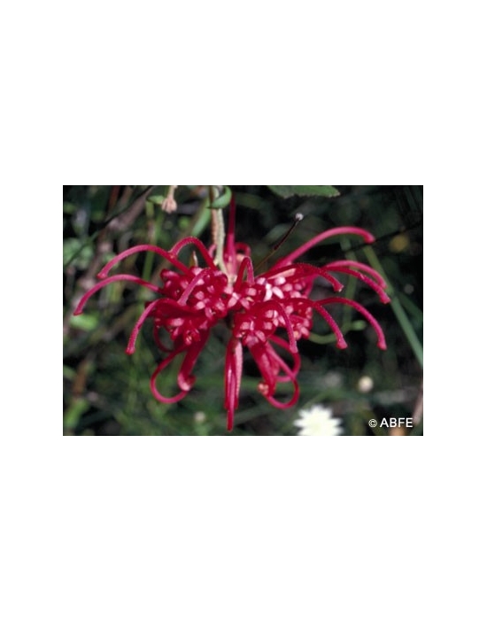 Australische Buschblüten Red Grevillea Australian Bush Flower Essences
