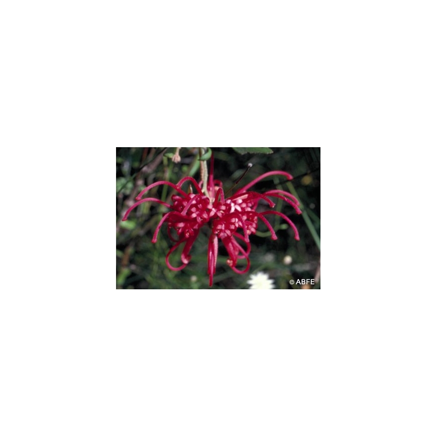Australische Buschblüten Red Grevillea Australian Bush Flower Essences