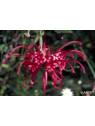Australian Bush Flower Essences Red Grevillea Fiori Australiani