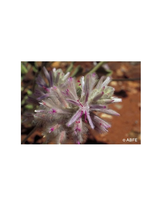 Australian Bush Flower Essences Pink Mulla Mulla Fiori Australiani