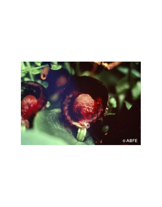 Australische Buschblüten Red Helmet Orchid Australian Bush Flower Essences