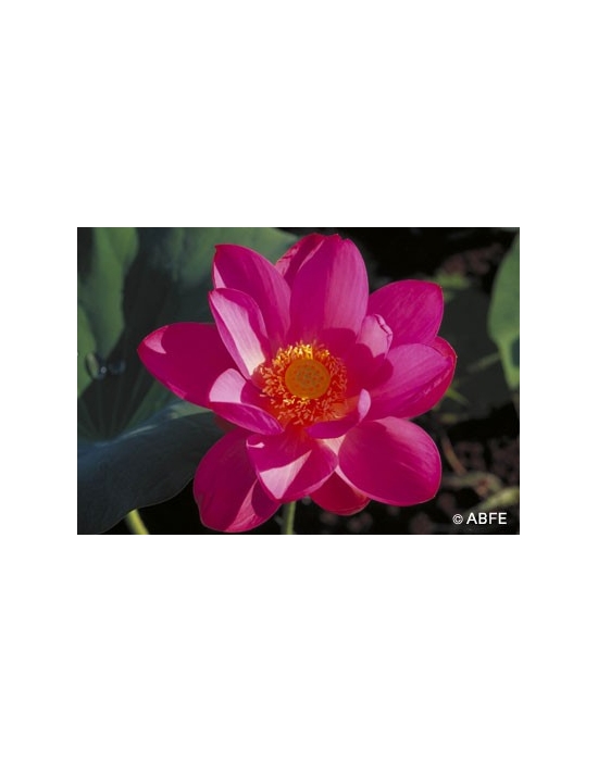 Red Lily Flower Australian Bush Flower Essences