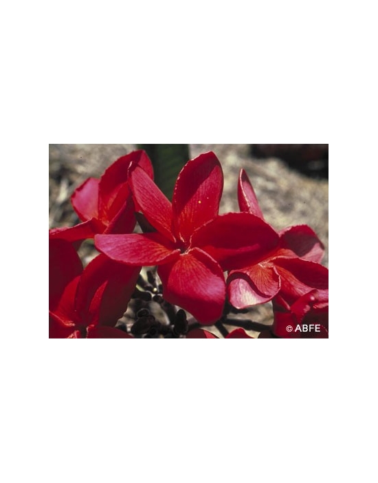 Australische Buschblüten Red Suva Frangipani Australian Bush Flower Essences