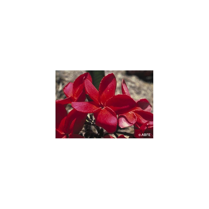 Red Suva Frangipani Flower Australian Bush Flower Essences