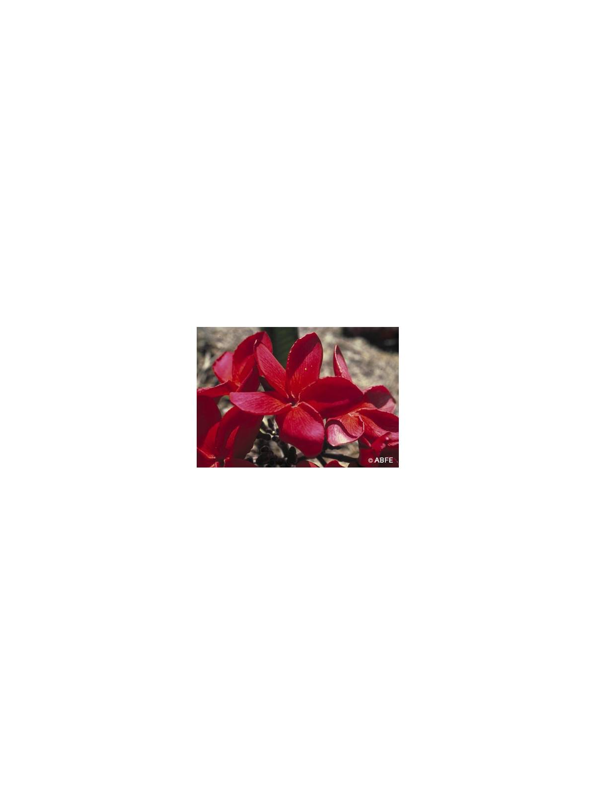 Australian Bush Flower Essences Red Suva Frangipani Fiori Australiani