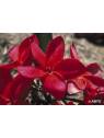 Red Suva Frangipani Flower Australian Bush Flower Essences