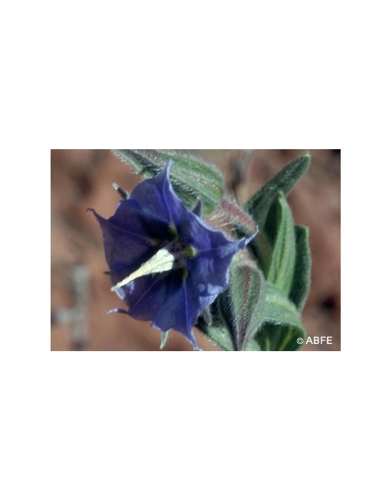 Rough Bluebell Flower Australian Bush Flower Essences
