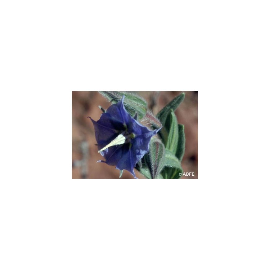 Australian Bush Flower Essences Rough Bluebell Fiori Australiani