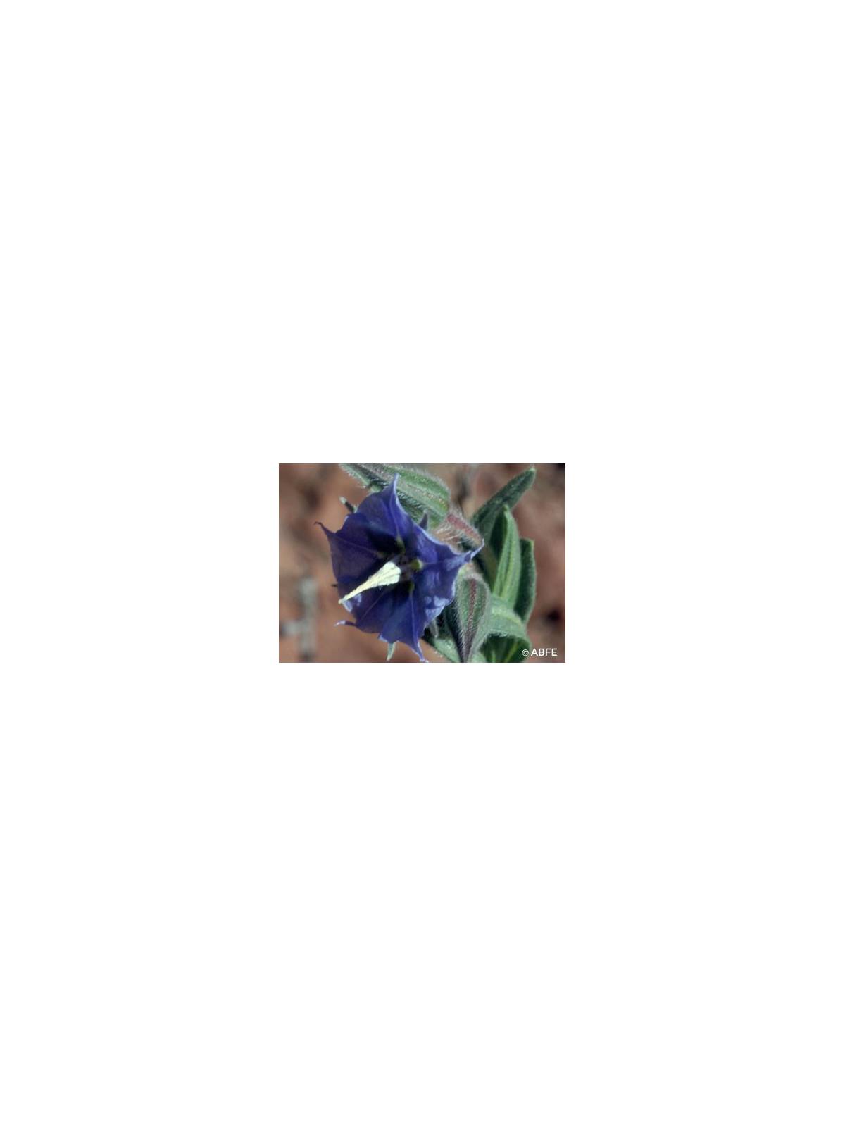 Australian Bush Flower Essences Rough Bluebell Fiori Australiani