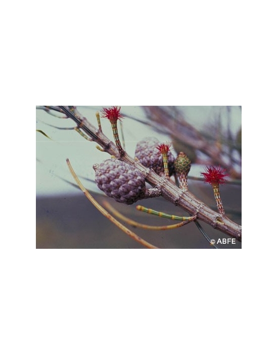 Australian Bush Flower Essences She Oak Fiori Australiani