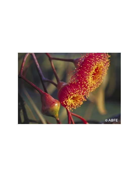 Silver Princess Flower