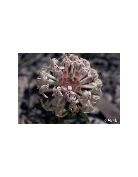 Australian Bush Flower Slender Rice Flower Fiori Australiani