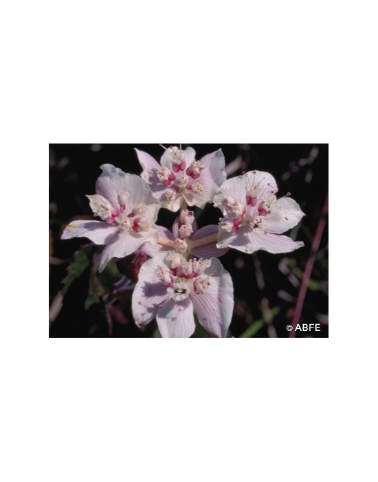 Southern Cross Flower Australian Bush Flower Essences