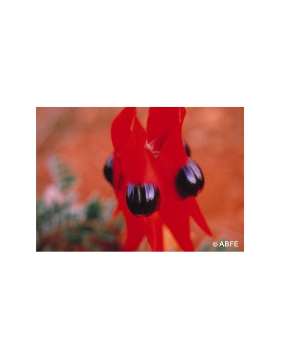 Australian Bush Flower Essences Sturt Desert Pea Fiori Australiani