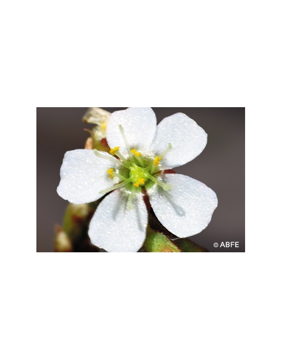 Australische Buschblüten Sundew Australian Bush Flower Essences