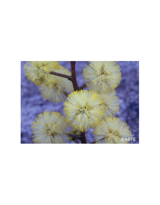 Australian Bush Flower Essences Sunshine Wattle Fiori Australiani
