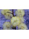 Australische Buschblüten Sunshine Wattle Australian Bush Flower Essences