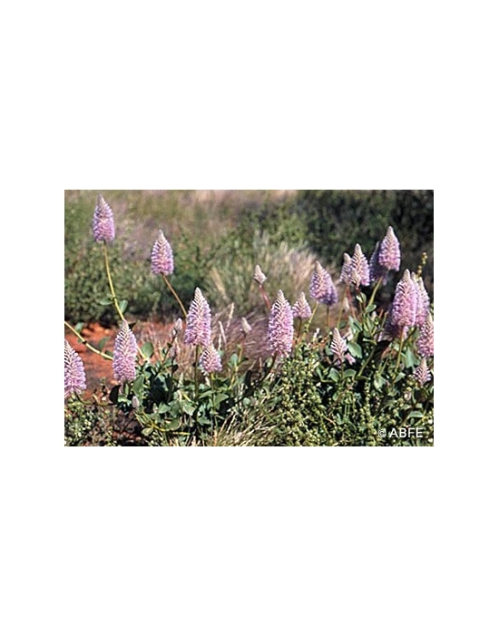 Australische Buschblüten Tall Mulla Mulla Australian Bush Flower Essences