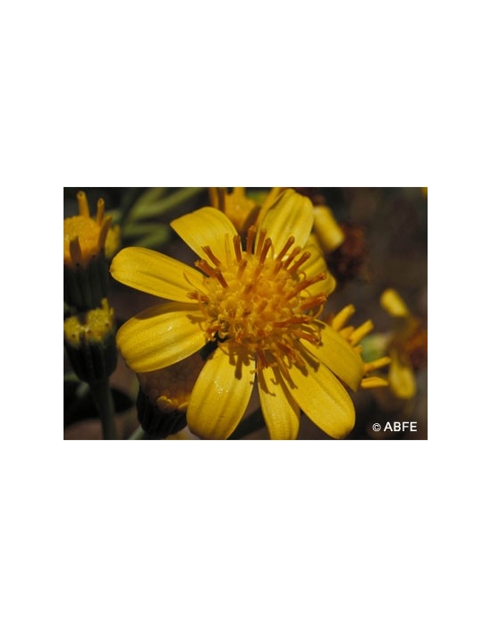 Australische Buschblüten Tall Yellow Top Australian Bush Flower Essences